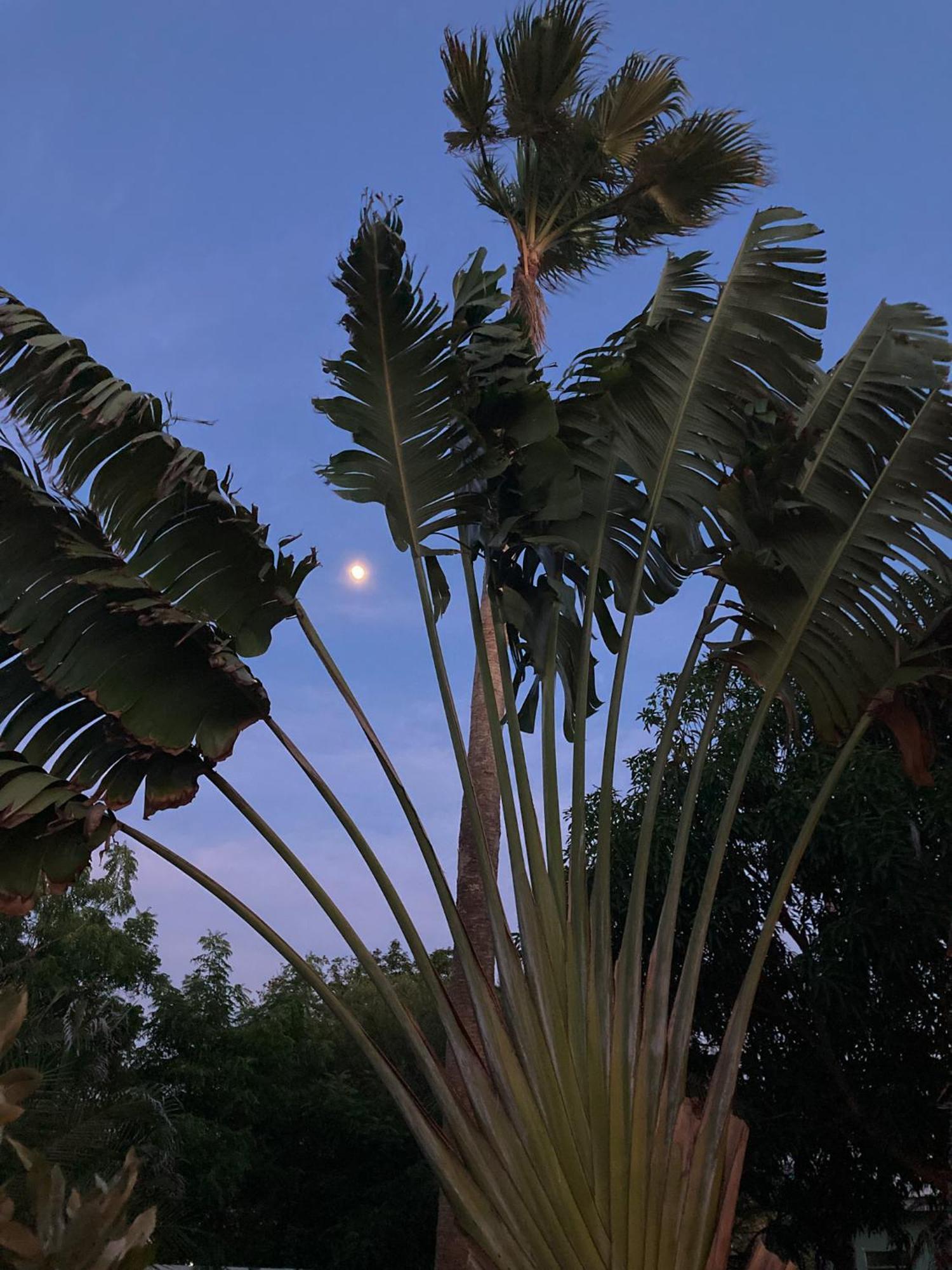 Woodstock Palmresort Curacao Βίλλεμσταντ Εξωτερικό φωτογραφία
